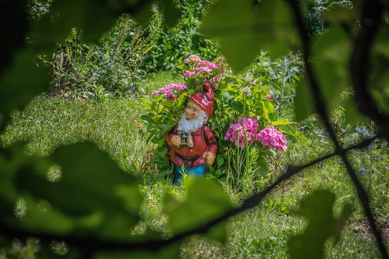 Pixie Image